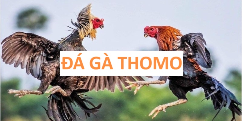 Đá gà thomo